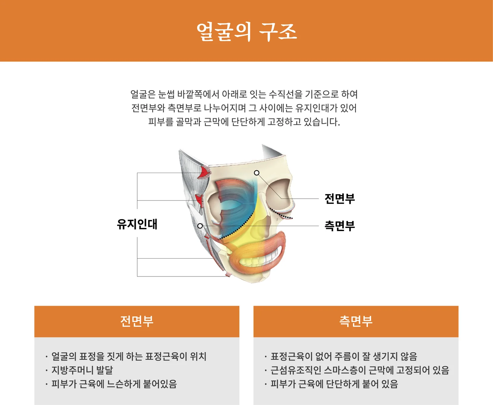 面部的结构 — 正面部·侧面部与支持韧带